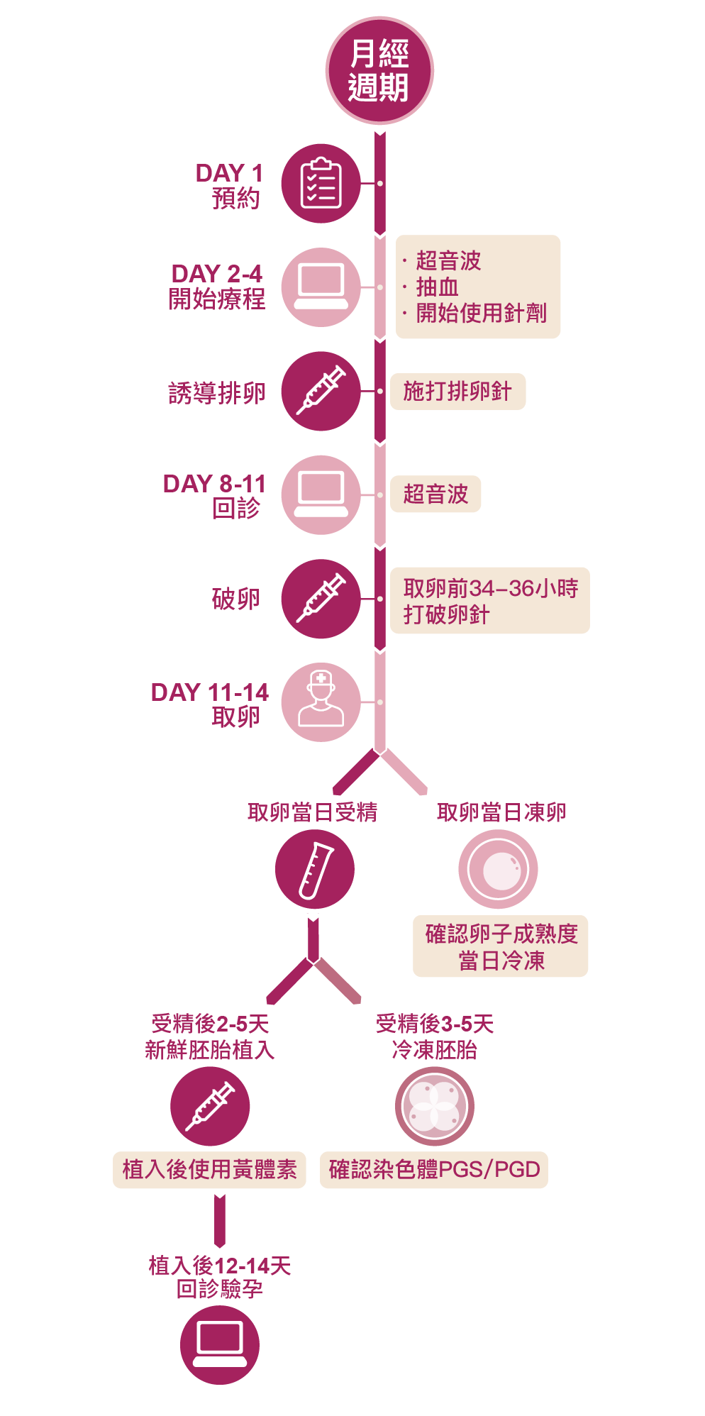 試管嬰兒流程