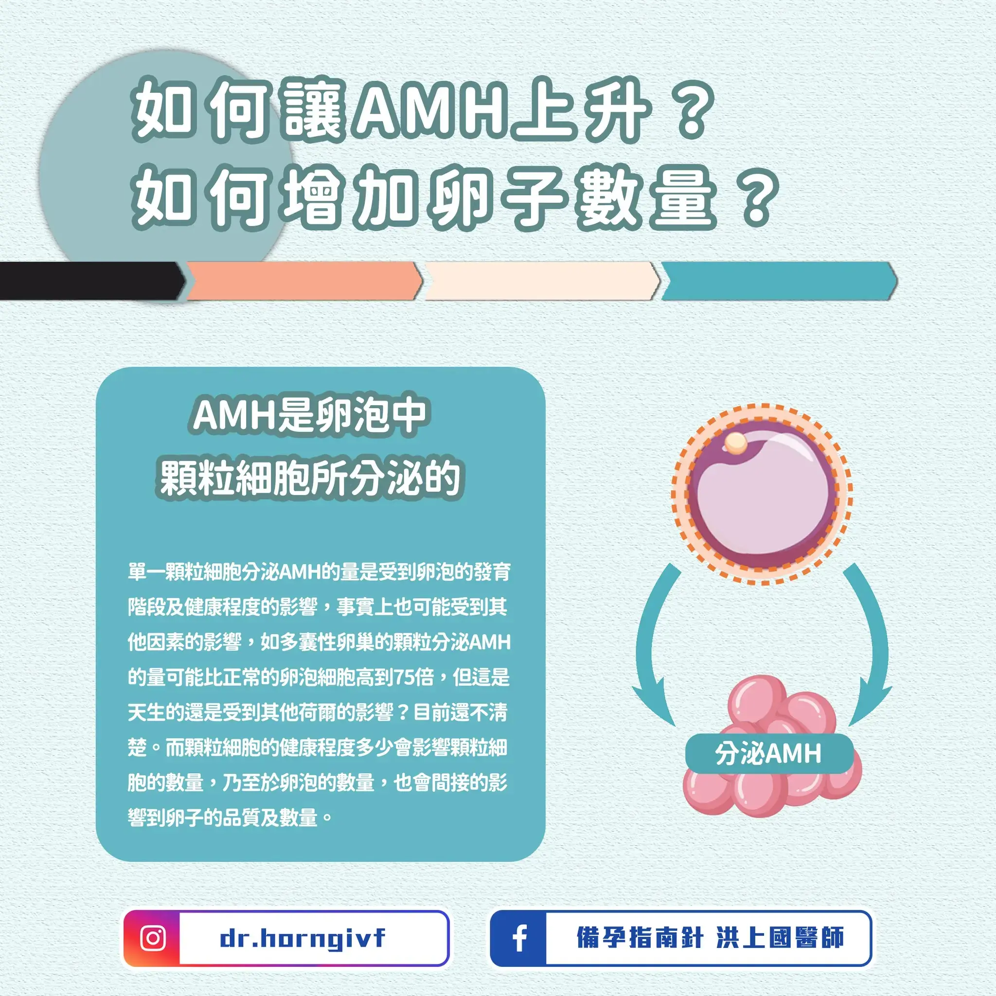 如何讓AMH上升？如何增加卵子數量？