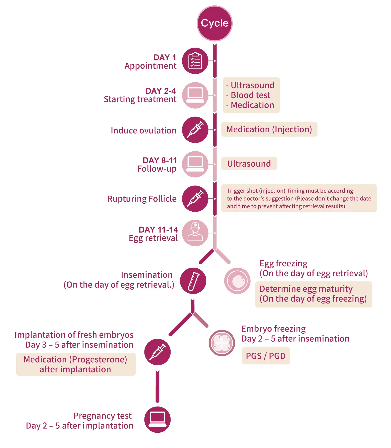 IVF Process