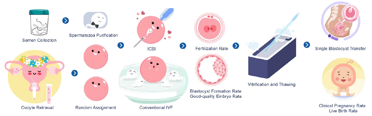ICSI 与传统 IVF 在比较同胞卵母细胞中的流程设计