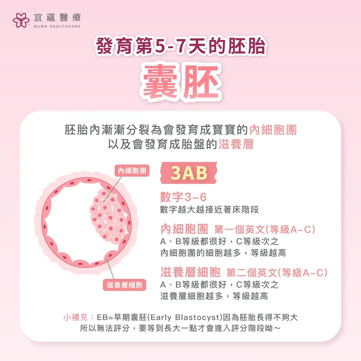 認識發育第5-7天的胚胎 囊胚