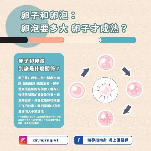 卵泡要多大，卵子才成熟？
