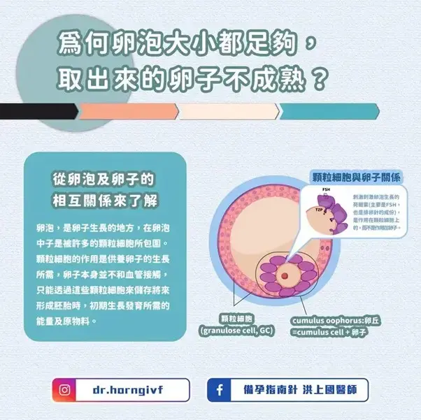 為何卵泡大小都足夠，取出來的卵子卻不成熟？