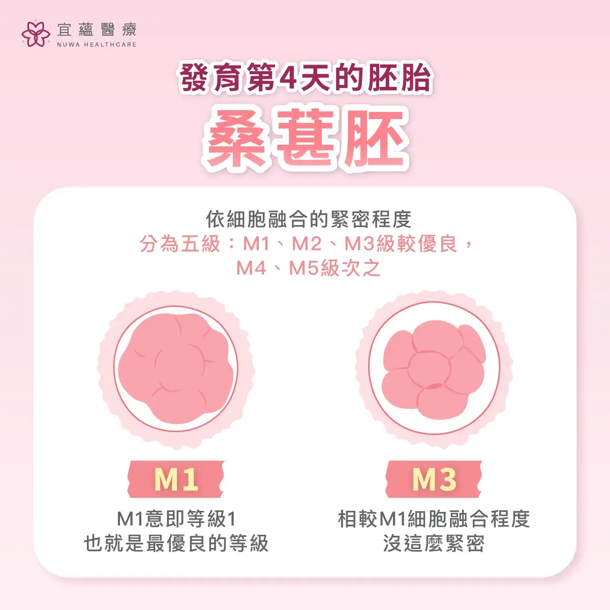 認識第4天的胚胎 桑葚胚