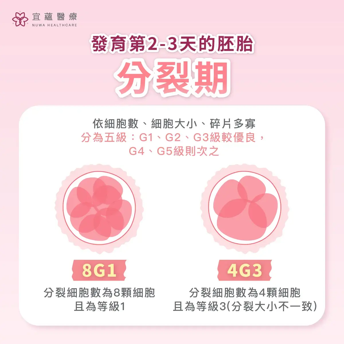 認識發育第2~3天的胚胎分裂期