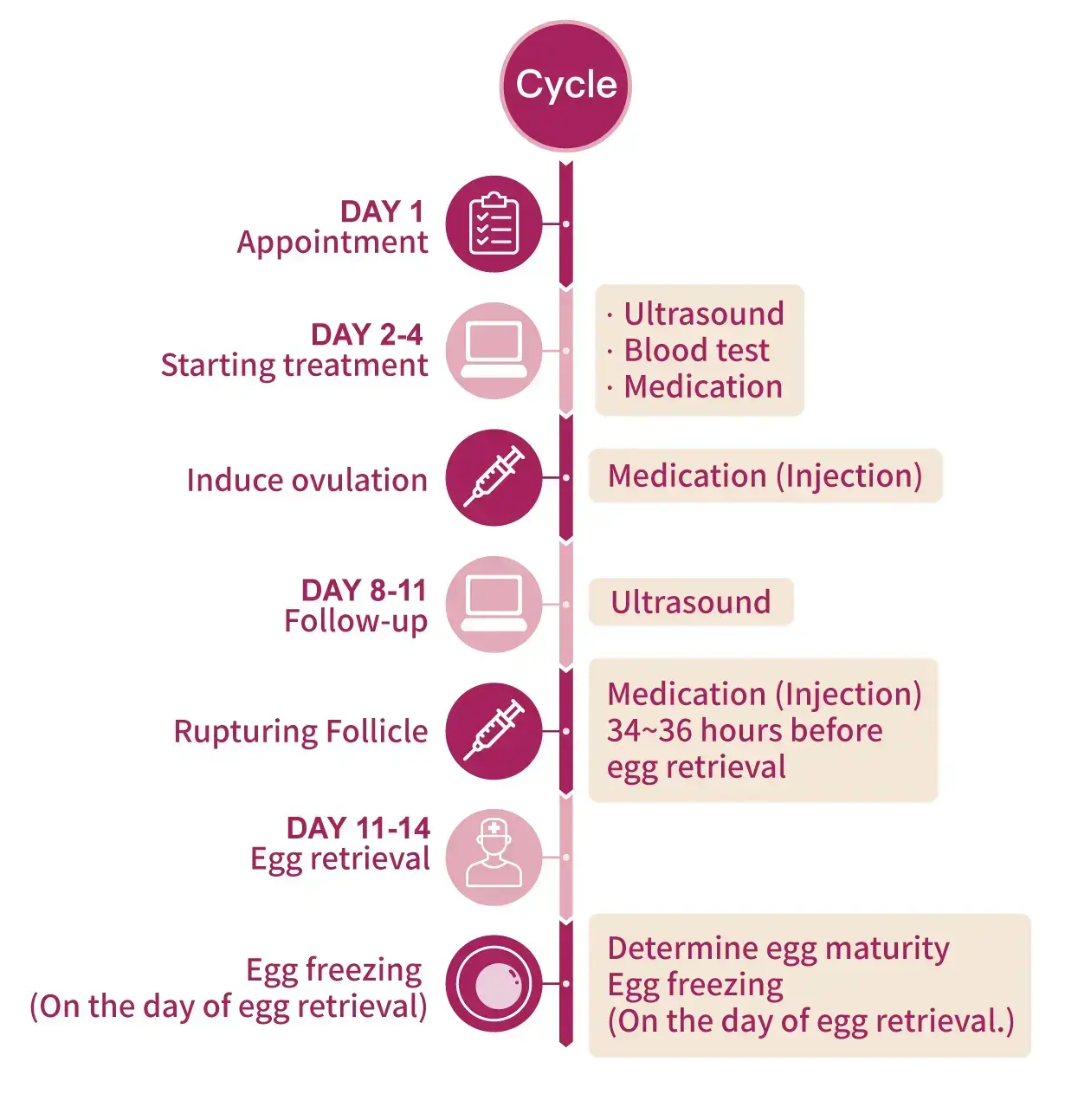 Egg Freezing Process