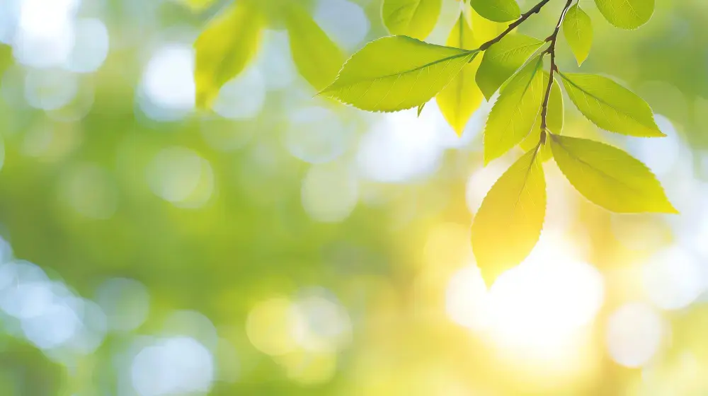 立夏節氣初夏自然景象，陽光與綠葉象徵暑氣與濕氣季節變化